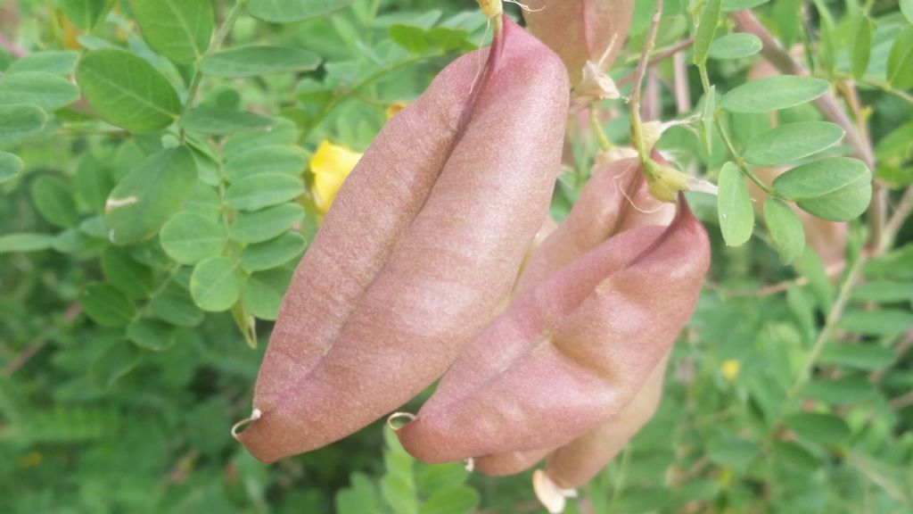 Colutea arborescens (Fabaceae)